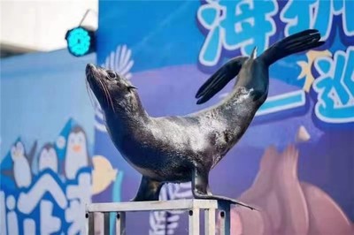 麗水斑馬租賃合作流程