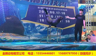 專(zhuān)業(yè)出租馬戲團(tuán)表演安徽省人員雜技租賃